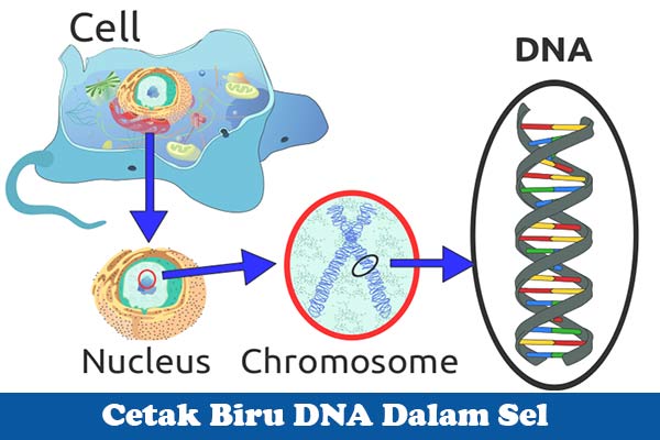 Cetak Biru DNA Dalam Sel Cetak Biru DNA Dalam Sel