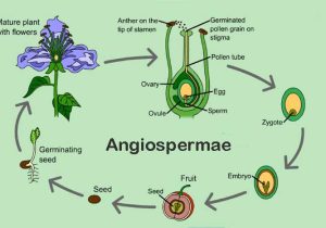 Angiospermae dan Ciri khususnya