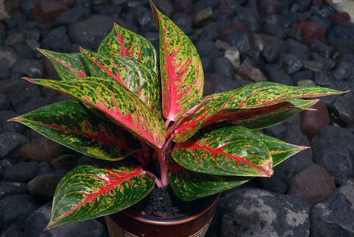 Perawatan Tanaman Hias Aglaonema