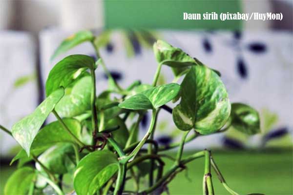 Daun sirih