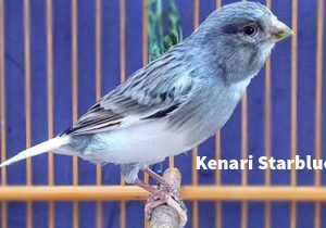 Kenari Starblue